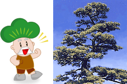 クロマツ