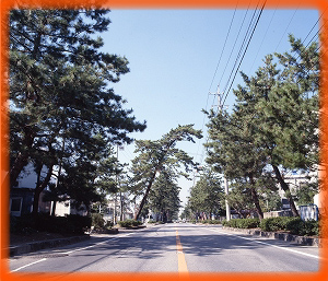 東海道マツ並木の写真