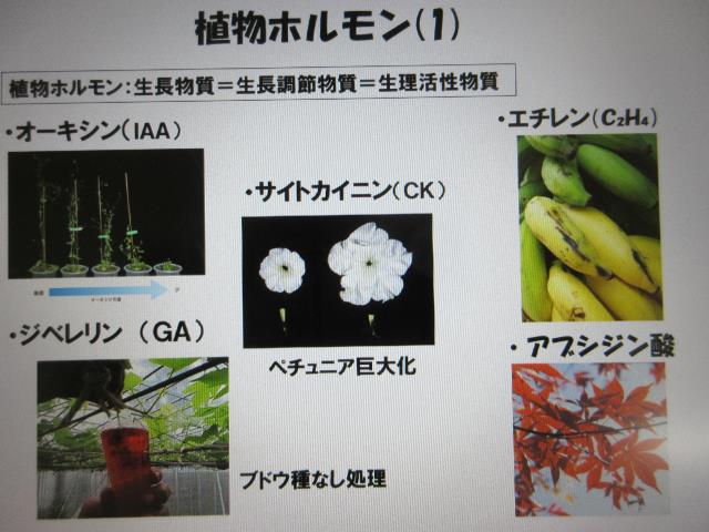 r5植物ホルモン