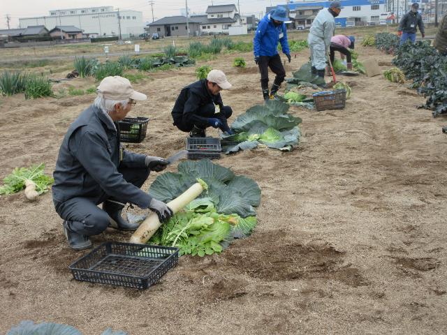 r5野菜収穫3