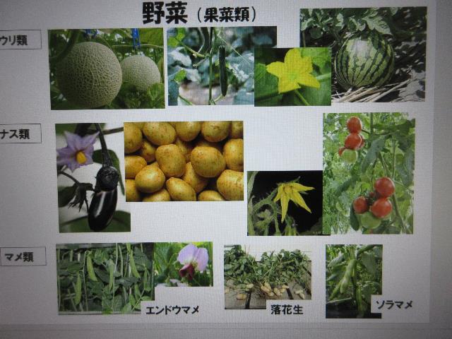 r5野菜分類