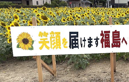 ひまわり