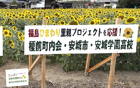ひまわり