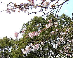 小福桜