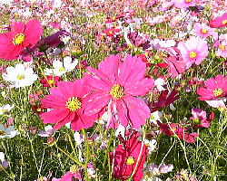 コスモス