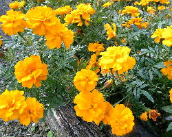 マリーゴールド