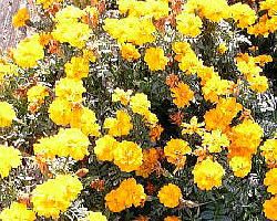 マリーゴールド群