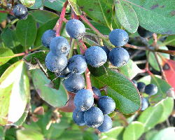 丸葉車輪梅の実