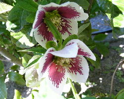 クリスマスローズ