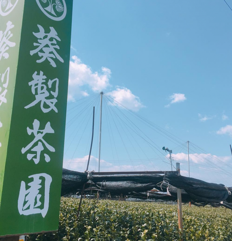 二本木抹茶1