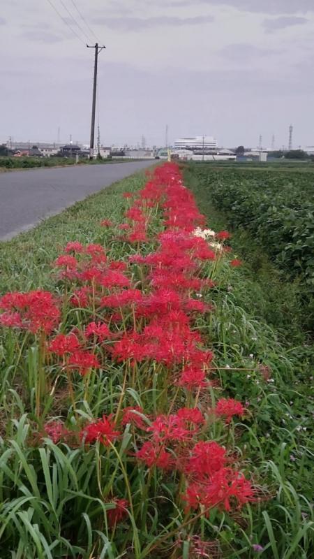 彼岸花