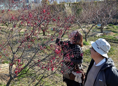 130228デンパーク梅園