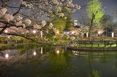 140328安城公園桜