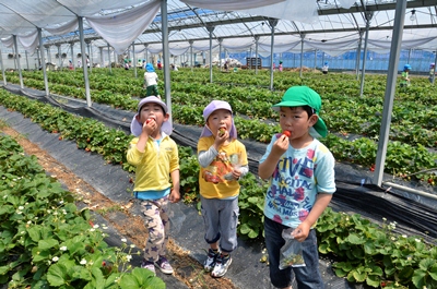 140507いちご狩りさくの幼稚園