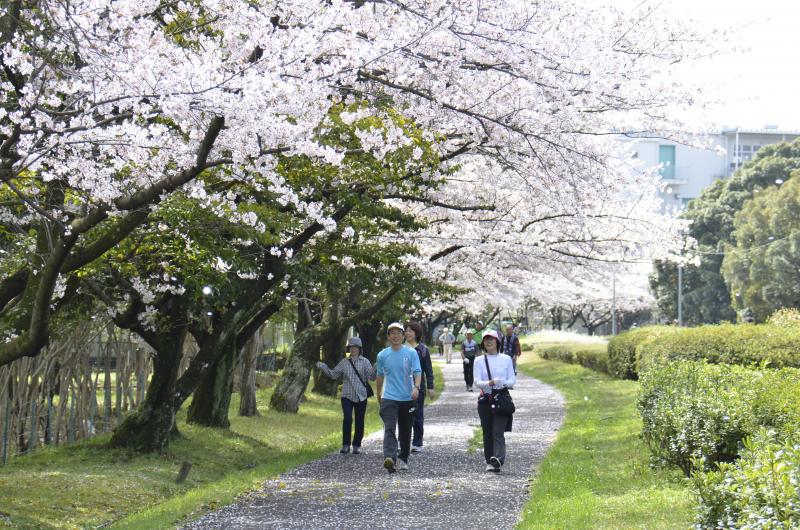 150407桜を見ながら歩こう