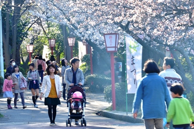 150328安城公園桜