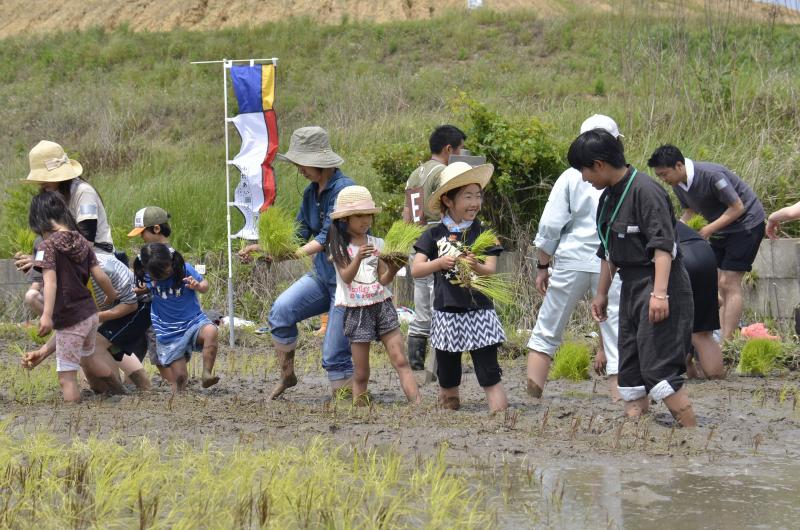 20160515ふれあい田んぼアート2016