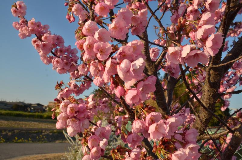 陽光桜2