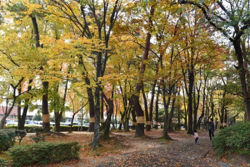 安城市 安城公園の木々が綺麗に色づいています 11月25日