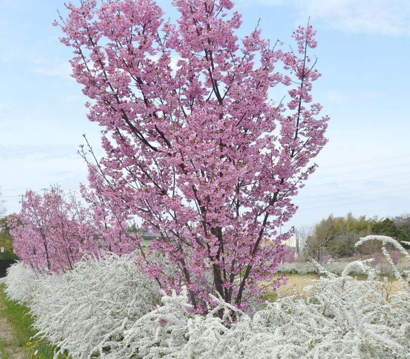 sakura