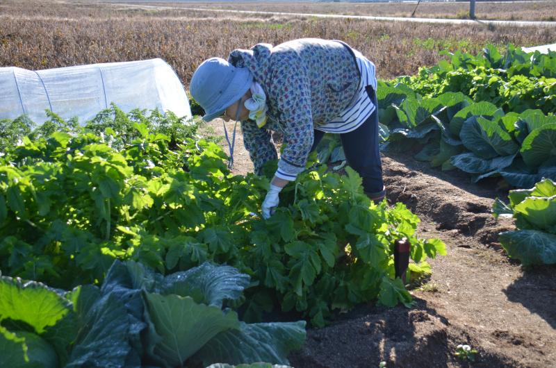 251126yasaishuukaku3