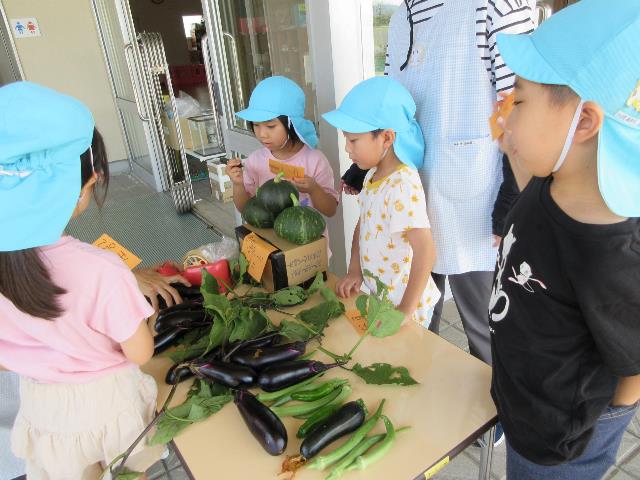 みつこかぼちゃ収穫