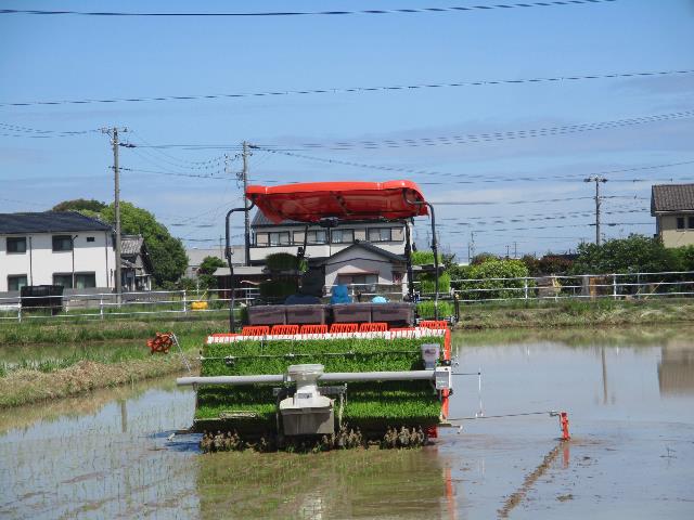 みつこ田植え