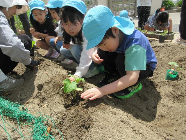 みつこ夏野菜長