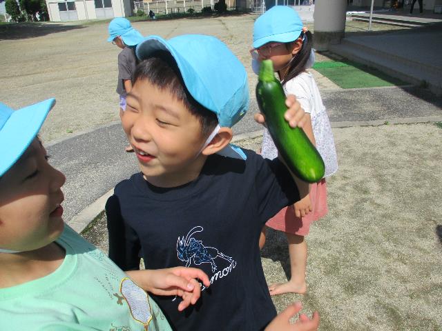 みつこズッキーニ収穫