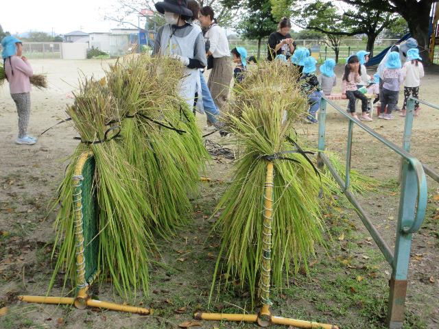 みつこ稲刈り稲穂