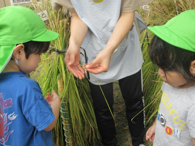 みつこ稲刈り