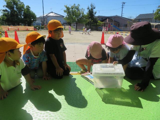 高こ図鑑で探す