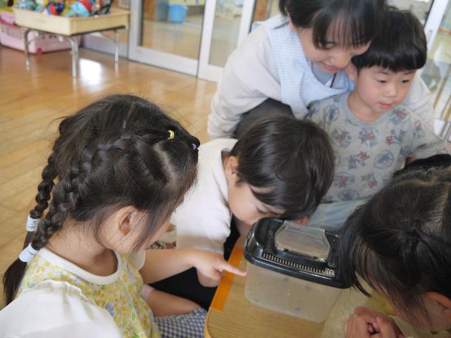 さくら保虫