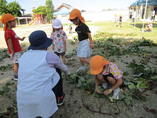 城ケ入イモヅル2