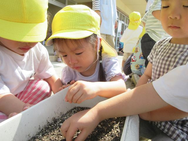 さくら保朝顔
