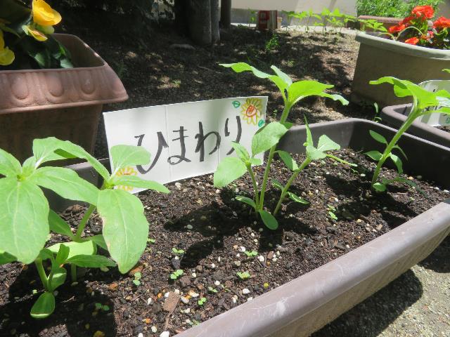 安城保栽培2
