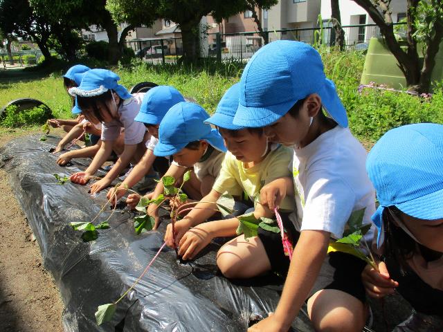 作野いもなえ