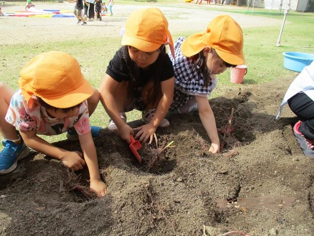 城ケ入芋掘り３