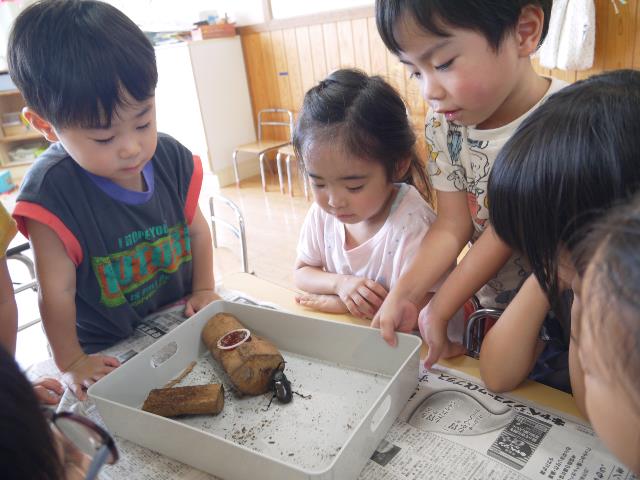 さくら保カブトムシ１