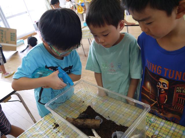 さくら保カブトムシ３