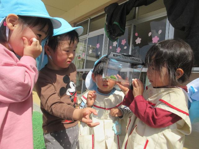 さくら保観察ケース