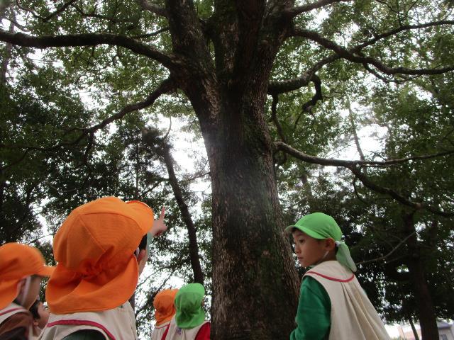 せみの抜け殻城ケ入