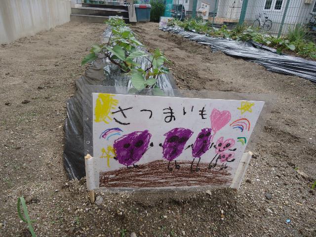 作野さつまいも