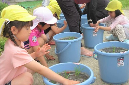 高こバケツ稲4