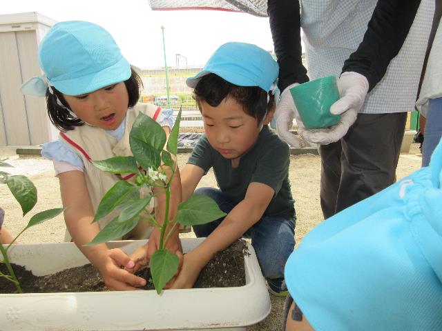 さくら保野菜1