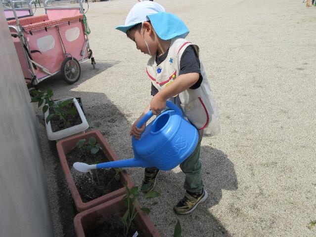 さくら保野菜3