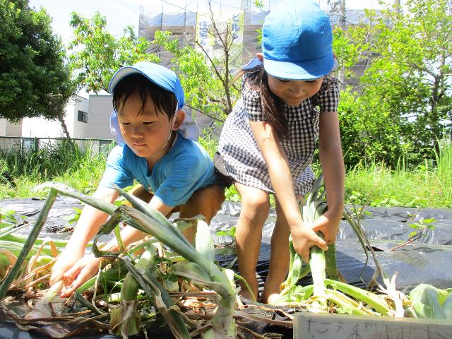 作野いもほり