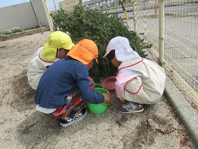 さくら保だんごむし