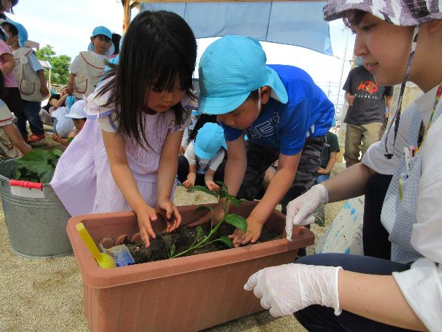 さくら保野菜4