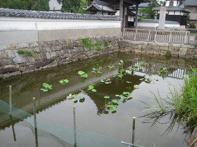 7月1日南側ハス